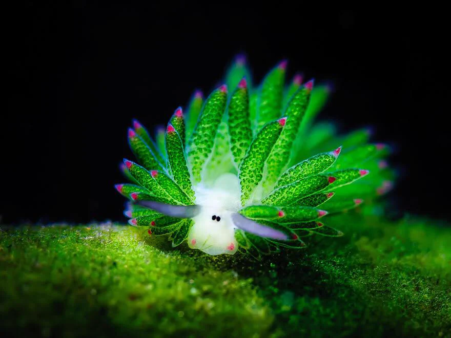 「海葉ナメクジ」こんなにかわいいナメクジ見たことない！！