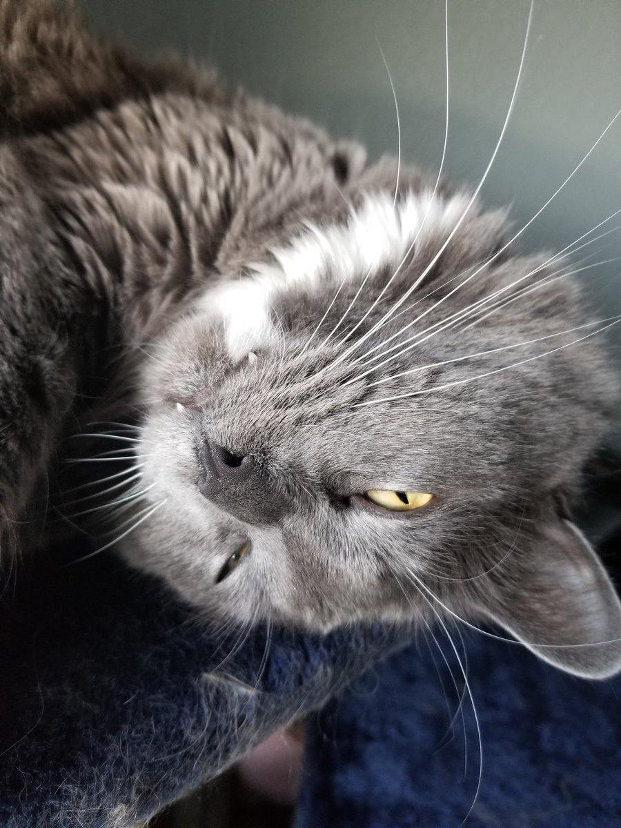 hiker_dust's tweet photo. Will #pettube please rate my cat and let me know if he is fixable? https://t.co/Ja6onivwYE