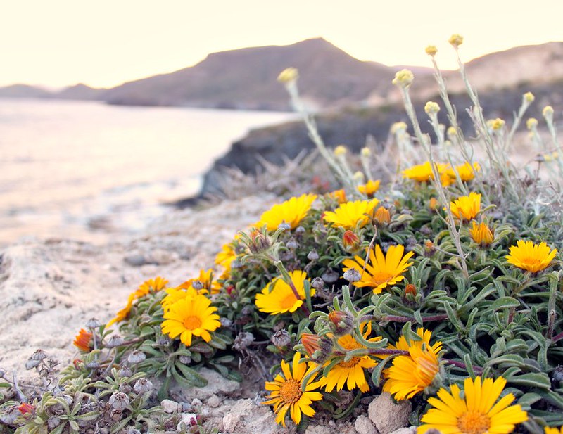 TuriCartagenaES's tweet photo. Hoy en #FloreCT hablamos del #AsteriscusMaritimus, más conocida como #MargaritaMarítima, podemos encontrarla en zonas próximas al mar donde predominan rocas superficiales, como en las "dunas fósiles" del @CalblanquePR y también en la Marina del #Carmolí https://t.co/5yAIVY13q0