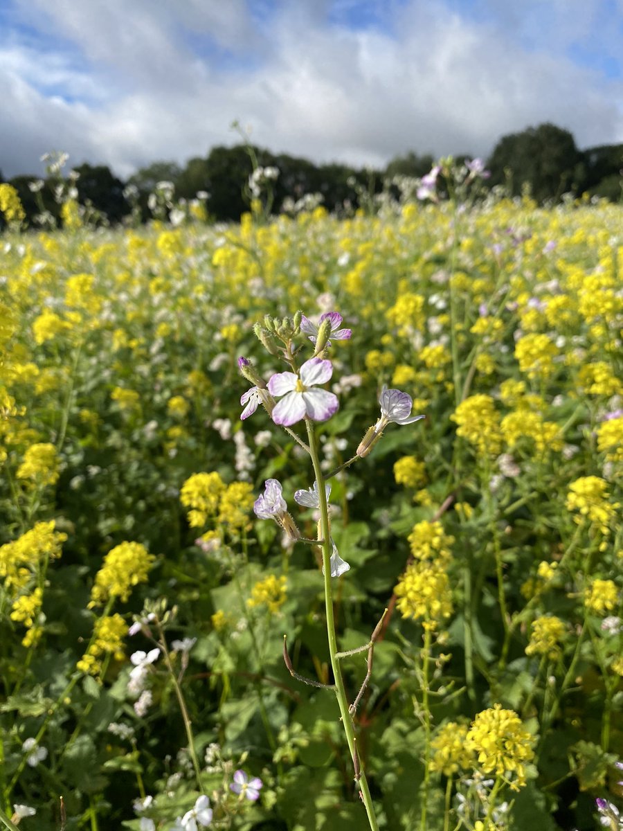 MikeLord2014's tweet photo. #wildbird and #gamemix covers starting to flower from @CotswoldSeeds a week or so and I think the #sunflowers will be out. #conservation #nature #farming https://t.co/cI3l7PRyQD