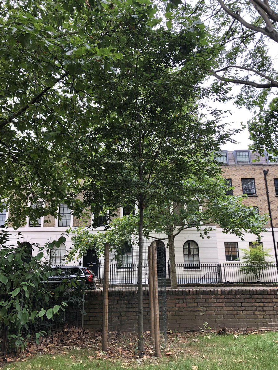 leaftoleaf's tweet photo. Tree of the Day 🌳
A Snowy Mespilus (Amelanchier arborea ‘Robin Hill’), 1 of 2 ‘behind’ Shere House off #TrinityStreet next to @RoebuckBorough. So happy to see this looking healthy; we couldn’t post the sadly dried up tree-of-spring! #HeygateLegacy = every tree valued 💚🌱🍃 https://t.co/IR4PujHkoU