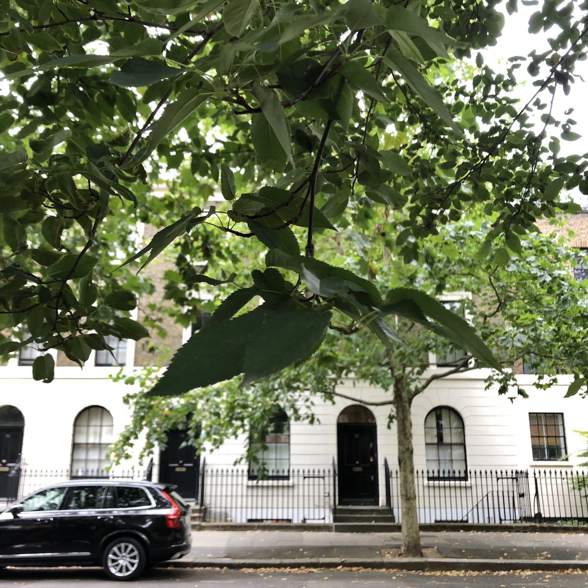 leaftoleaf's tweet photo. Tree of the Day 🌳
A Snowy Mespilus (Amelanchier arborea ‘Robin Hill’), 1 of 2 ‘behind’ Shere House off #TrinityStreet next to @RoebuckBorough. So happy to see this looking healthy; we couldn’t post the sadly dried up tree-of-spring! #HeygateLegacy = every tree valued 💚🌱🍃 https://t.co/IR4PujHkoU