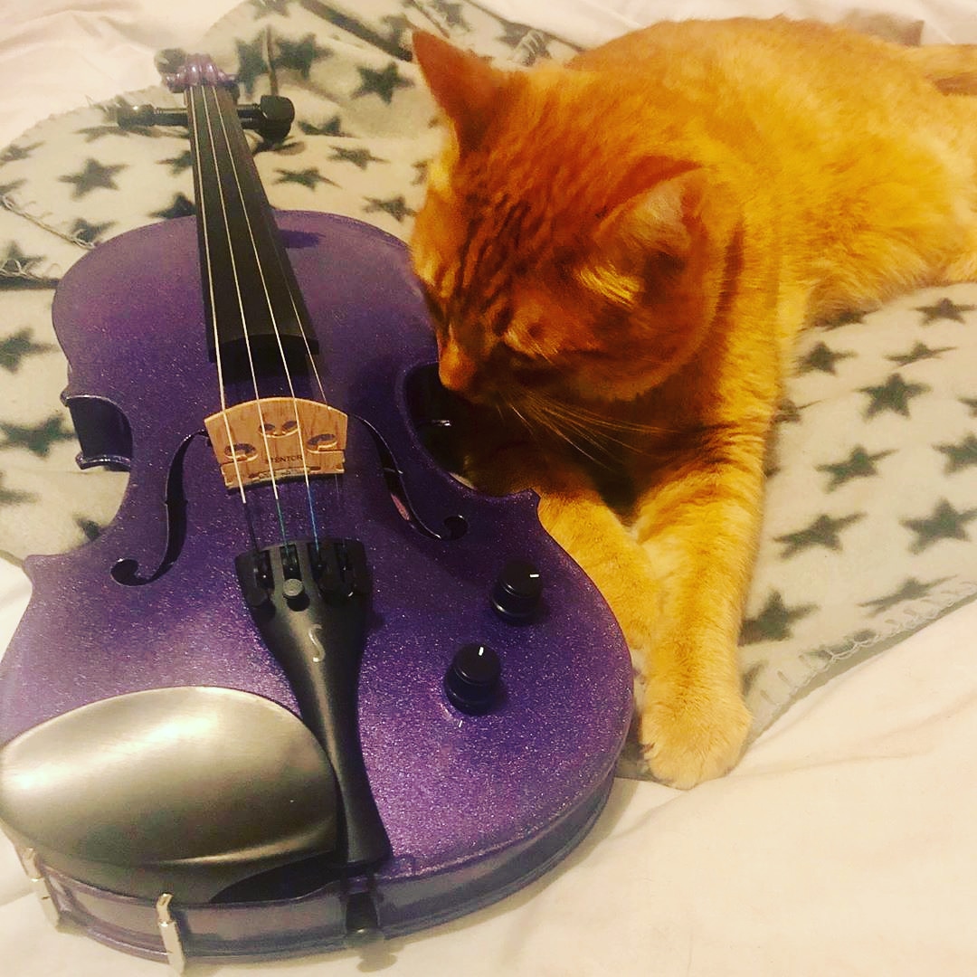 Isolation brings out the best in us!
.#violin #purple #music #musiccat #talent #gingercatsaustralia #gingercat #gingercatsrule #catlife #catsofinstagram #catlady #catagram #cutecat #catasticworld #caturday #pets_of_instagram #petlovers #petstagram #furryfriends #furrycats #WOODZ