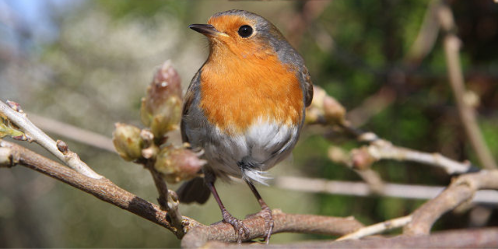 Join a fun, thought-provoking online workshop with <a href="/festofnature/">Festival of Nature</a> @NCCPE @incredoceans <a href="/thembauk/">MBA - Marine Biological Association</a> where you call the shots on environmental policy - It’s the year 2045, and there are important choices to make about the environment – can you help? Register: bnhc.onlinesurveys.ac.uk/what-next-for-…