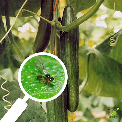 IBichos's tweet photo. En los cultivos de pepino, soy la mejor contra pulgón, buscando los focos y parasitándolos… ¿Sabes quién soy? 👀🔍 Deja mi nombre en los comentarios #Biocontrol #Ilovebichos https://t.co/pI4bx49Uof