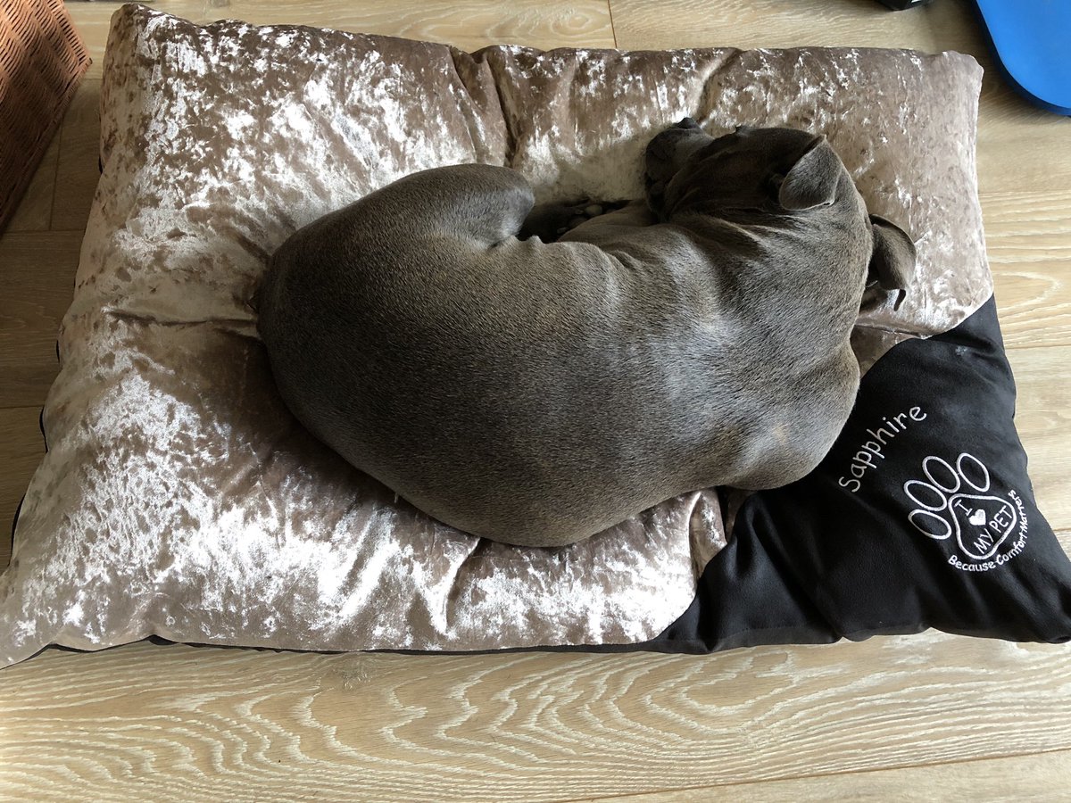 saph_the's tweet photo. I’s has a new bed! Hoomom treated me to this from @TilliTextiles and it even has my name on it! It’s super comfy and I love it very much! Go check their website! Thank you 🐾🐾💙💙 https://t.co/bbaNKhGozt