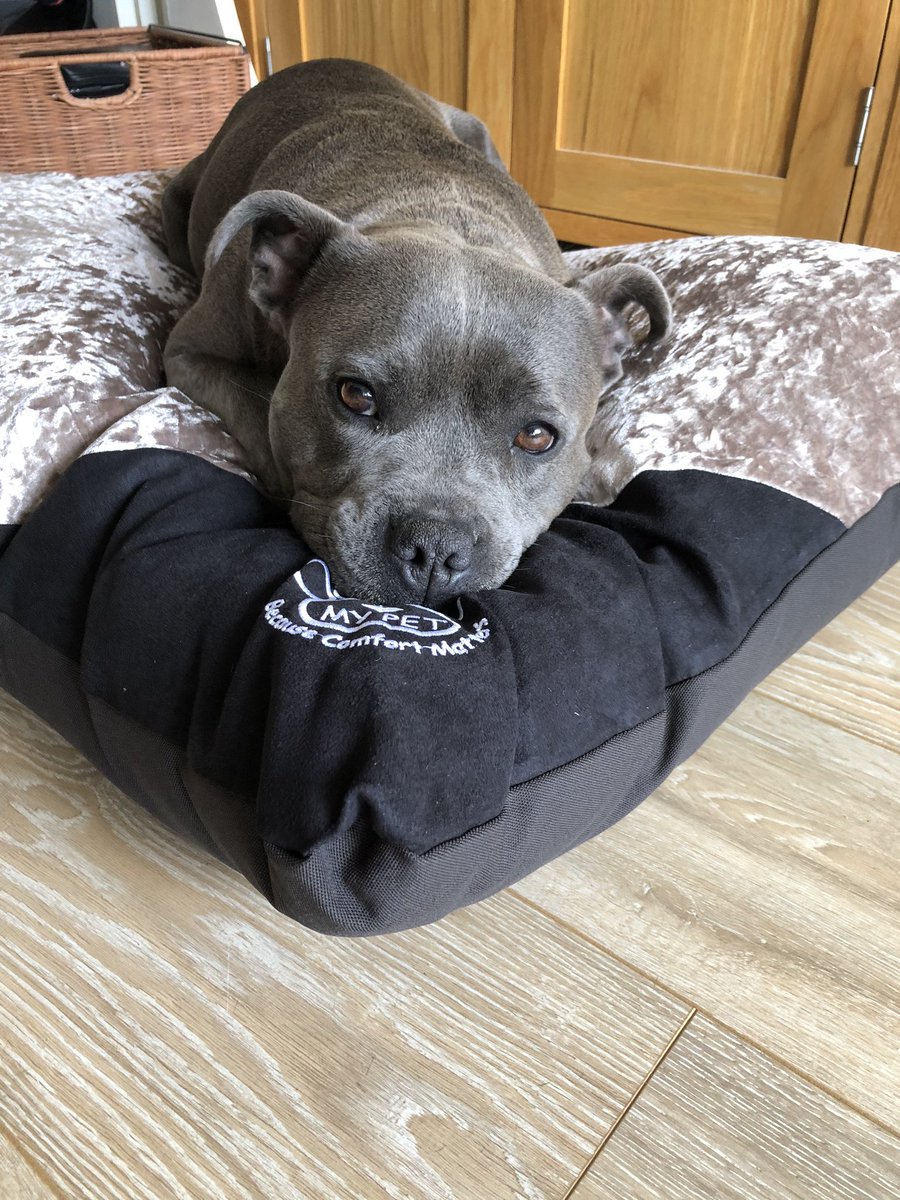 saph_the's tweet photo. I’s has a new bed! Hoomom treated me to this from @TilliTextiles and it even has my name on it! It’s super comfy and I love it very much! Go check their website! Thank you 🐾🐾💙💙 https://t.co/bbaNKhGozt