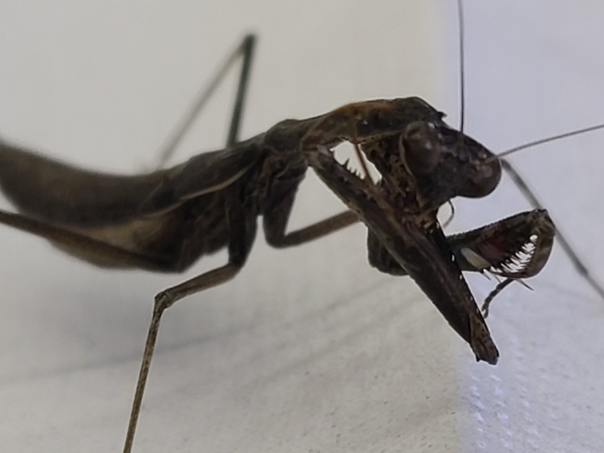 虫好きモロ カマキリを愛する者 本日 黒いコカマキリを捕獲 ありえないぐらいカッコよすぎません ﾟ ﾟ ﾟ ﾟ 虫 虫好き 虫好きな人と繋がりたい 昆虫 昆虫好き 昆虫好きな人と繋がりたい 昆虫写真 カマキリ カマキリ好き カマキリ