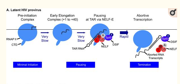 The molecular biology of HIV latency: Breaking and restoring the Tat ...