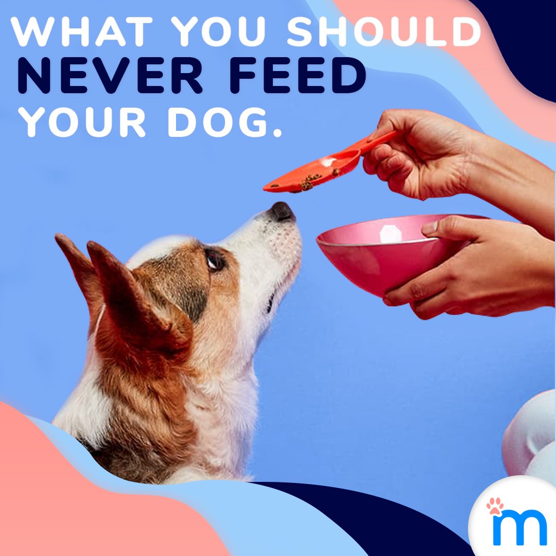 minderzsa's tweet photo. When your dog gives you those puppy-dog eyes after you've finished dinner, hoping for bone or some tasty treat and you give 
in, you may actually be harming you fur baby. 

Read more here: https://t.co/3fPbnNWVOZ

#minderz
#petlovers
#petfood
#petcare
#thinkpets
#pethealth https://t.co/jQCV9jGd2d