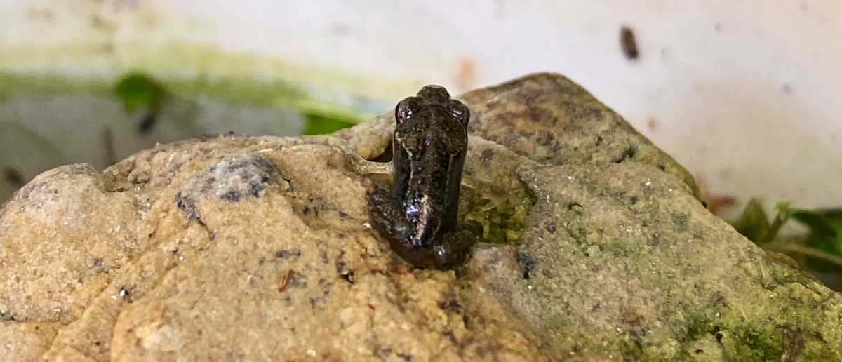 SutchFun's tweet photo. Been a while since I shared a tadpole update so here you are....
Mission Complete! These little frogs were definitely the best bit of lockdown #frogs #frogqueen πΈ πΈπ»#naturenotes https://t.co/fUOv2tk3JM