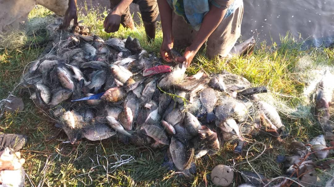 Fish Harvest at Kupangela Hamo Fish Project in Mongu District. Stocked with 3,600 fingerlings with an expected harvest of 700kgs, the community harvested 710kgs from one pond.

#PPCR, #PPCRZambia #SCReBs #SCRiKA #TRALARD #NPCU #Think2044 #MNDP #7NDP #Resilience #Adaptation