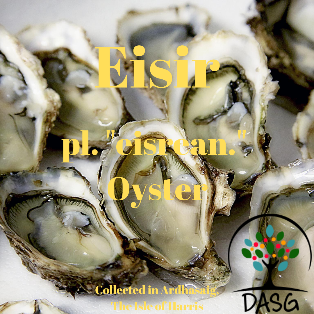 DASG_Glaschu's tweet photo. https://t.co/2K6lFmbq5A
#Gàidhlig #Gaelic #DASG #archive #tasglann #UofG #Archivist #ScotlandsSounds #DigitalArchive #IsMiseGàidhlig
#eisir #oyster #eisirean #oysters #oisir #maorach #maoraich #shellfish #sonn #solladh
#ÀirdÀsaig #Ardhasaig #NaHearadh #TheIsleofHarris #Harris https://t.co/lmRkpKdtFk