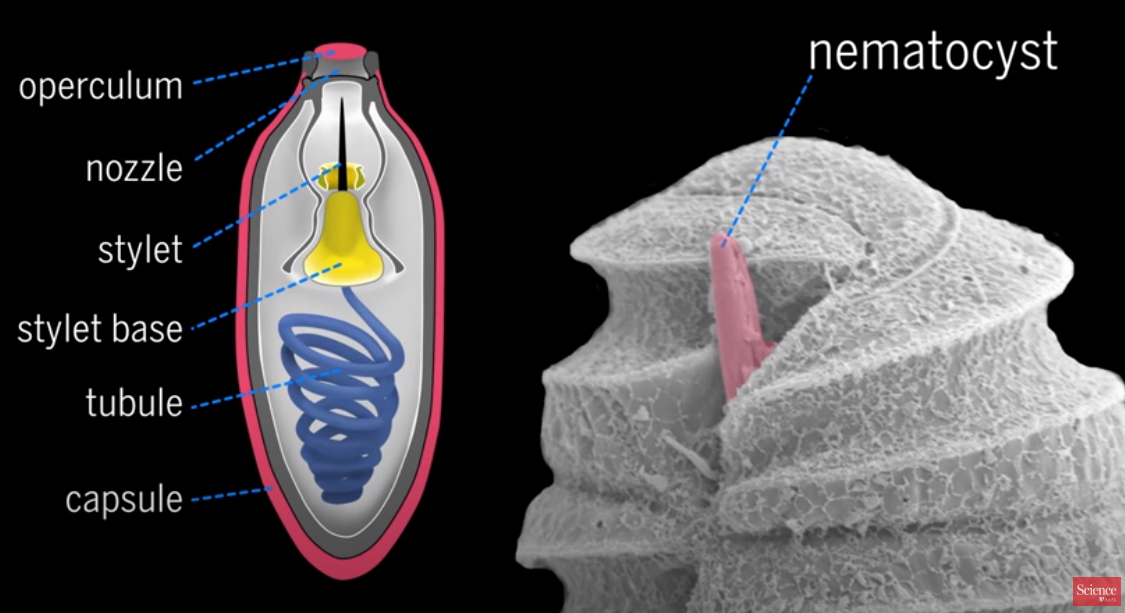 A dinoflagellate protist which has eyes like in vertebrates, and ballistic multi-barrel guns for taking out prey. By design, or evolution? EepTaEiXYAAajir