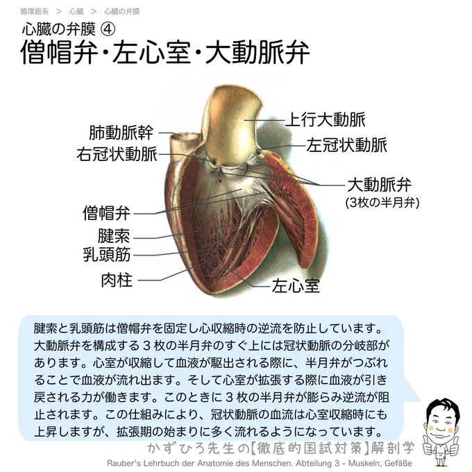 解剖 高画質 のtwitterイラスト検索結果 古い順 解剖 高画質 のtwitterイラスト検索結果 古い順