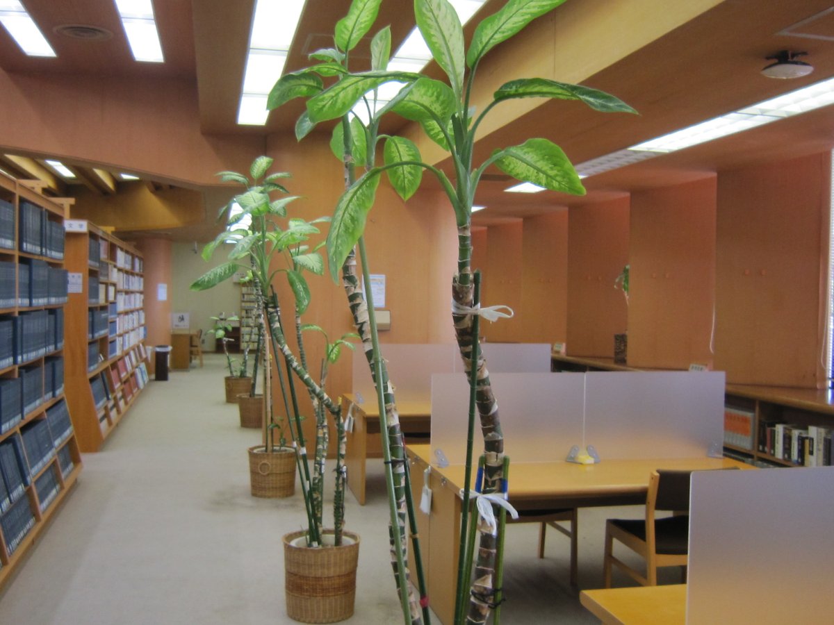 愛媛県立医療技術大学図書館 公式 観葉植物 図書館の観葉植物の名前をご存知ですか この観賞植物は 熱帯アメリカ原産のサトイモ科に属する ディフェンバキア トロピックスノー といいます 強い日差しに弱く 成長すると葉の重さで茎が折れる