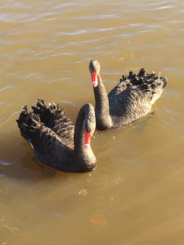 karen yendole tweet media