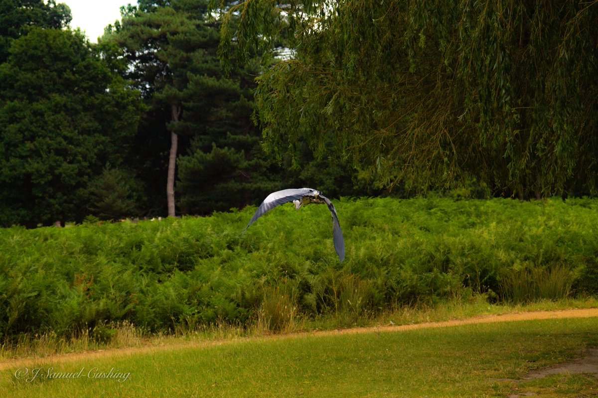CushingJs's tweet photo. Heron Pond, Bushy Park

#BushyPark #BushyParkLondon #WildlifePhotography #London #WestLondon https://t.co/CIAHlWKuZU