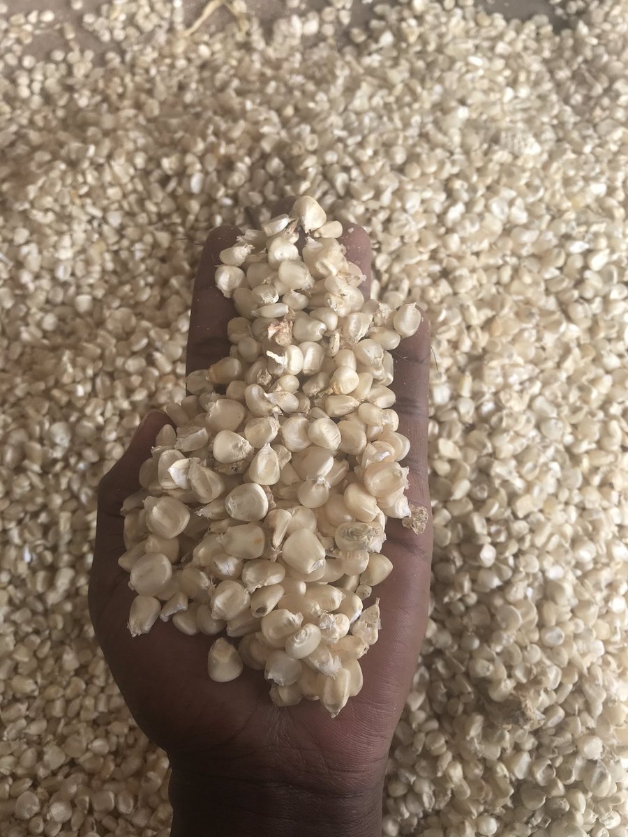 EmmanuelMagezi3's tweet photo. The latest Food Security and Nutrition Working Group (FSNWG) East Africa Cross Border Trade report shows that 58 and 39 per cent of the Maize imports into Kenya came from Uganda and Tanzania. @KisiraDick @AteenyiMike @rkabushenga https://t.co/odn5aJH2eG