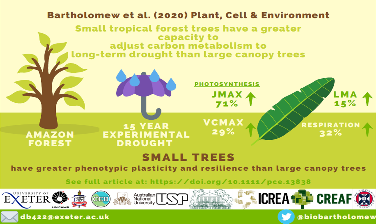My new paper and first of my  #PhD was published today in  @PlantCellEnvir. We show small  #Amazon trees are better at responding to long-term than larger canopy trees. Full article here:  https://doi.org/10.1111/pce.13838
