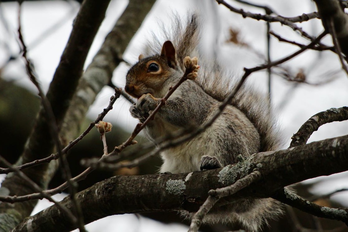 sciuridaely's tweet photo. It's going to be a great day for nut gathering! #GoNuts #Squirrels!

I'm going to watch all this from the cheap seats and drop nut shells on you. . . . If you're offering more #nuts, I might come down.

#fightlikeasquirrel #SquirrelStrong #SaveGreySquirrelUK https://t.co/7JvXfHwNnq