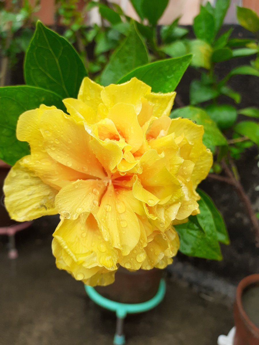 The rain has etched it's memories on the petals... 🌼🌱

#roofgarden #memories #rain #NaturePhotography #naturelove