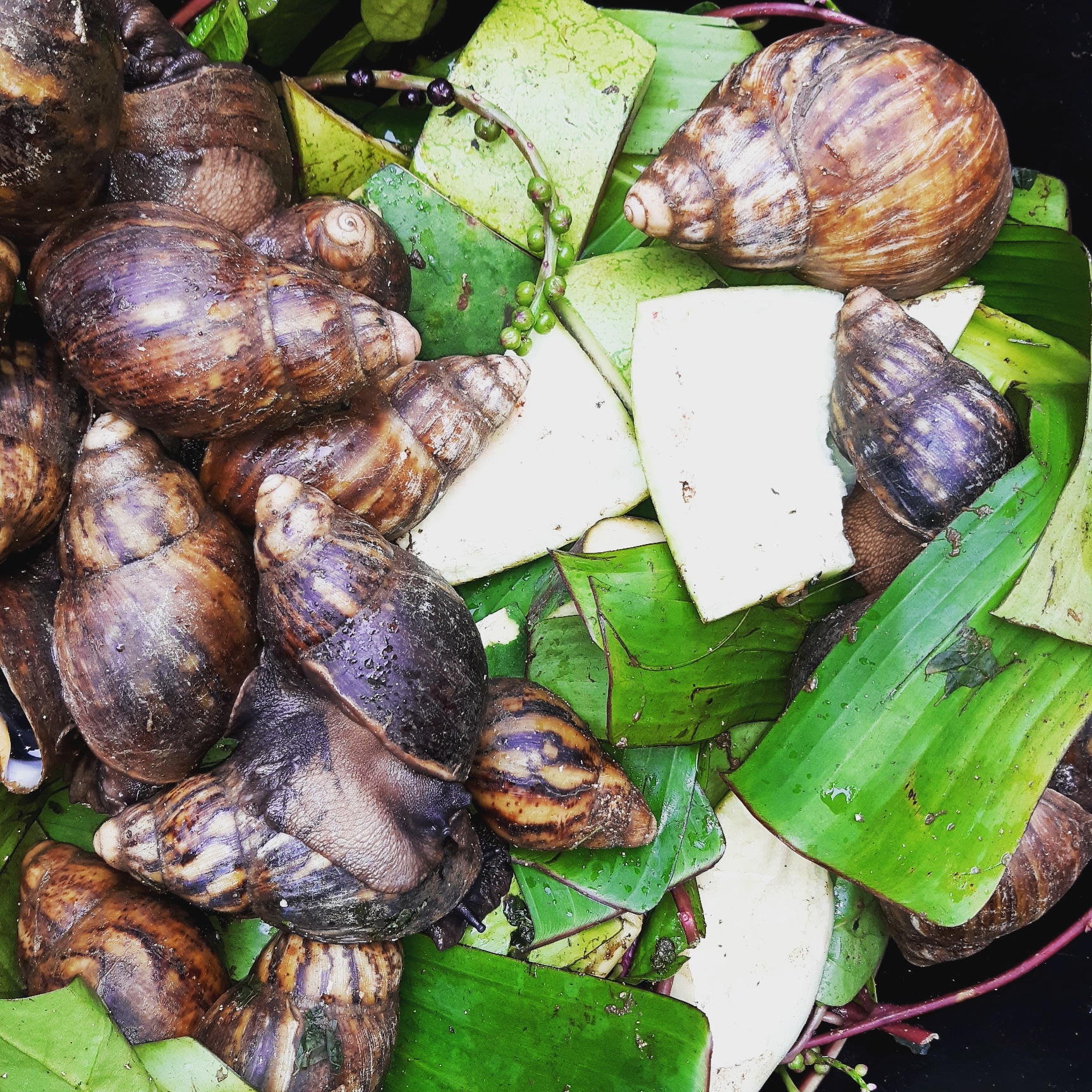 Oyebimpe Arowosebe on Twitter "Do you know you can go Soilless on your