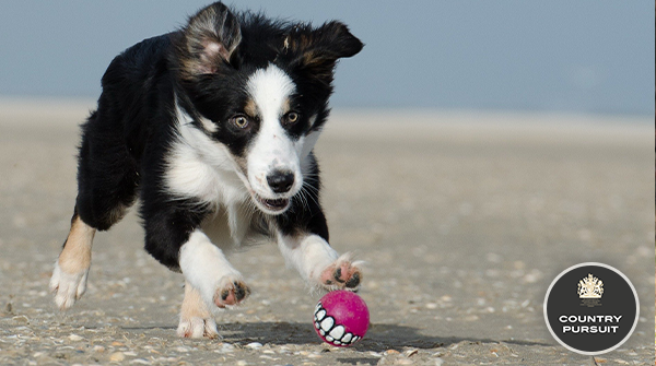 CPPetfood's tweet photo. Sometimes we wonder what it's like in a doggos head... I think this one is pretty clear! ππ
Get the ball, get the ball, get the ball, get the ball π€£
#FriendsofCP #countrypursuit #gettheball #loveit #doggosbeingdoggos #dogsoftwitter #summer #fun #WednesdayThoughts https://t.co/y7i9ef4NAc