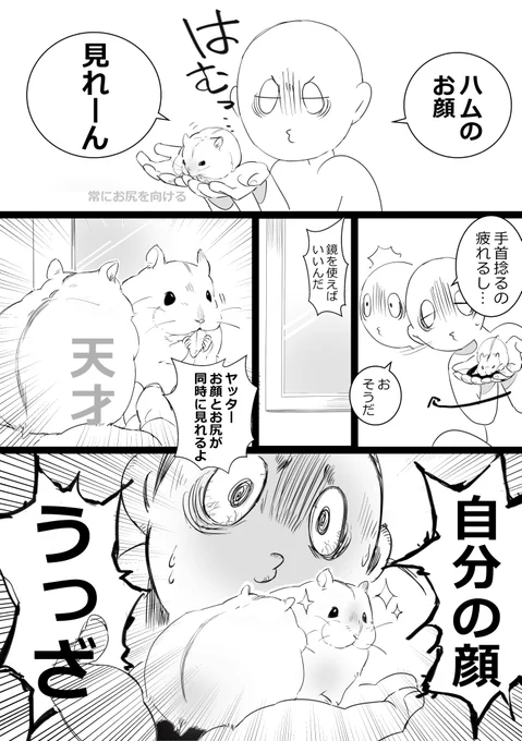 吸血鬼になりたいねぇ。鏡に映らないそうだから
#ハムスター漫画 