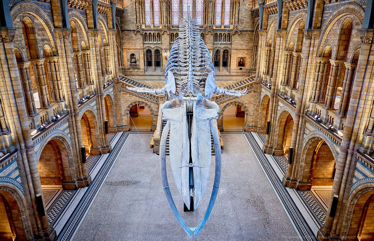 NHM_London's tweet image. Whalecome back 🐋

Our doors are open once again and we&apos;re so excited to see visitors back in the Museum!

#LondonIsOpen #RediscoverSouthKen