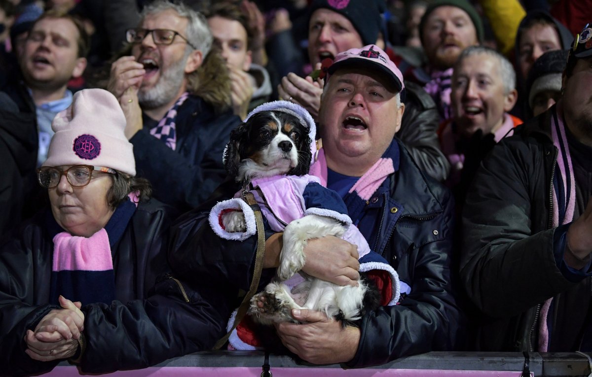 The Emirates FA Pup 🐶