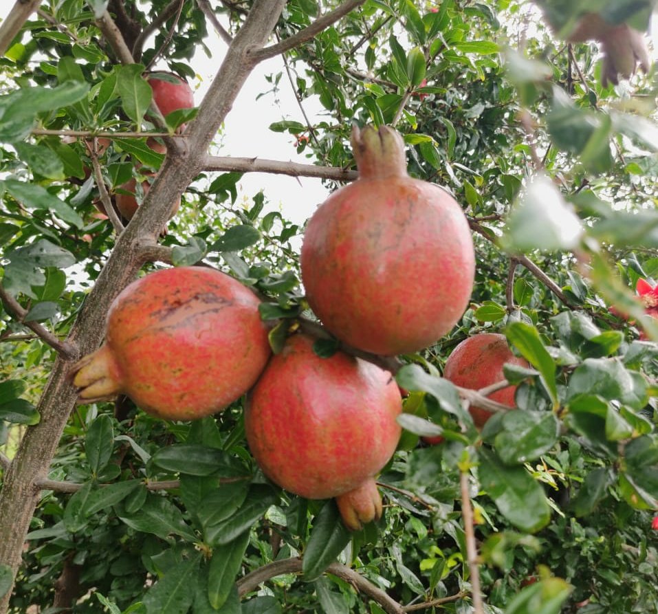 Hiyo Bombay! I'm now delivering fresh &amp; 100% organic Pomegranates &amp; Dragon Fruits. They're directly sourced from farmers.

Pomegranates: ₹ 250/kg
Red Dragon fruit:  ₹ 300/kg
Delivery: 8th-10th Aug.

Orders close tmrw. Ping NOW. 
Pls RT &amp; amplify! 🙏🏻

#Mumbai