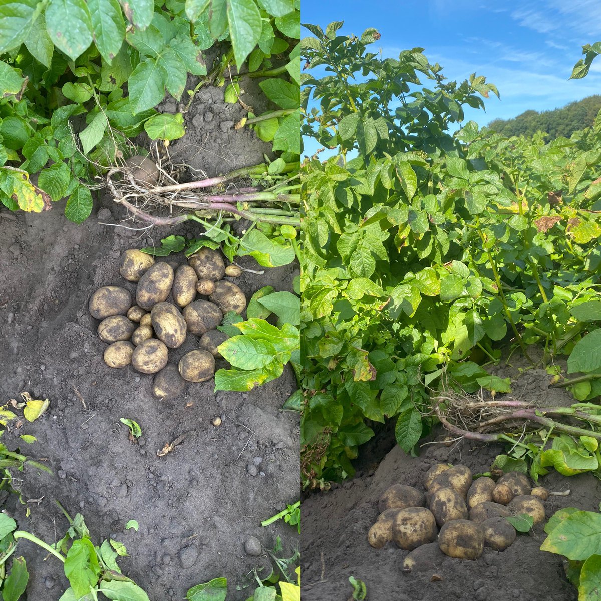 Franz_Broeker's tweet photo. Die Erträge werden diese Jahr gut sein, soweit die aktuelle Dürre nicht anhält. Leider ist aufgrund von Corona die Preissituation immer noch schwierig #Pommes #Essen #Aviko @noz_el https://t.co/anIZQVHv9F