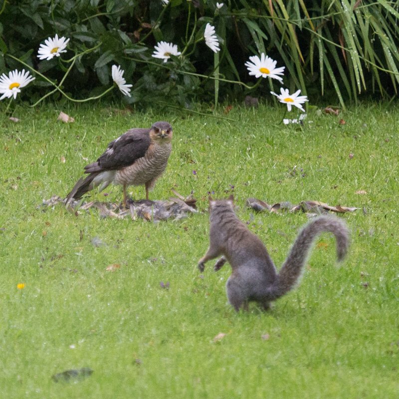 RValleyCards's tweet photo. Sparrowhawk arrived for breakfast and the squirrel froze in the tree, then became brave and very curious @BBCCountryfile @Lancswildlife @PendleHillLP #wildlifegarden #fromthekitchenwindow #nature https://t.co/CgTQDlyaP8