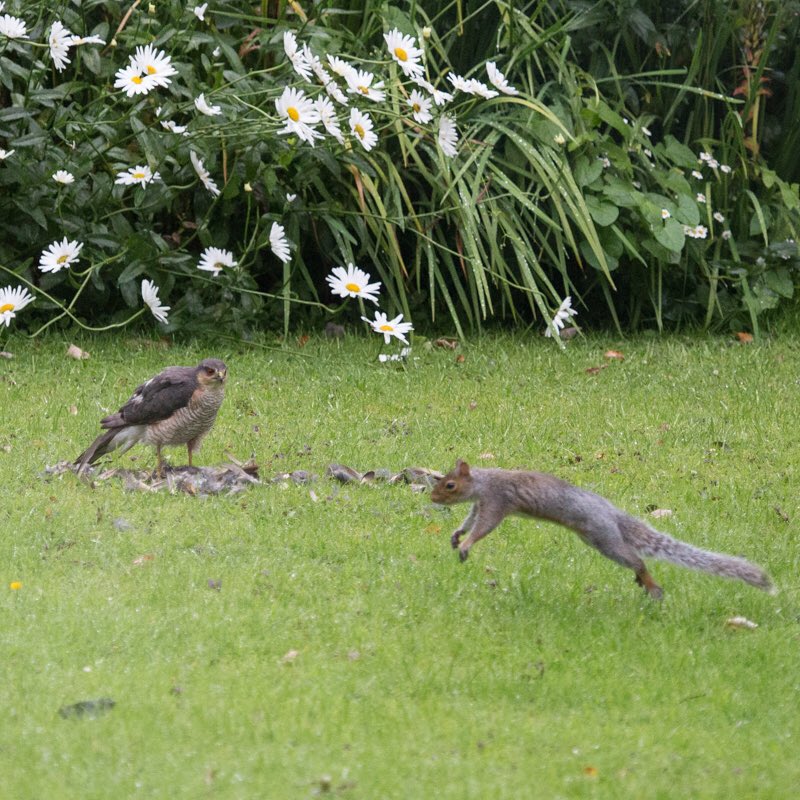 RValleyCards's tweet photo. Sparrowhawk arrived for breakfast and the squirrel froze in the tree, then became brave and very curious @BBCCountryfile @Lancswildlife @PendleHillLP #wildlifegarden #fromthekitchenwindow #nature https://t.co/CgTQDlyaP8