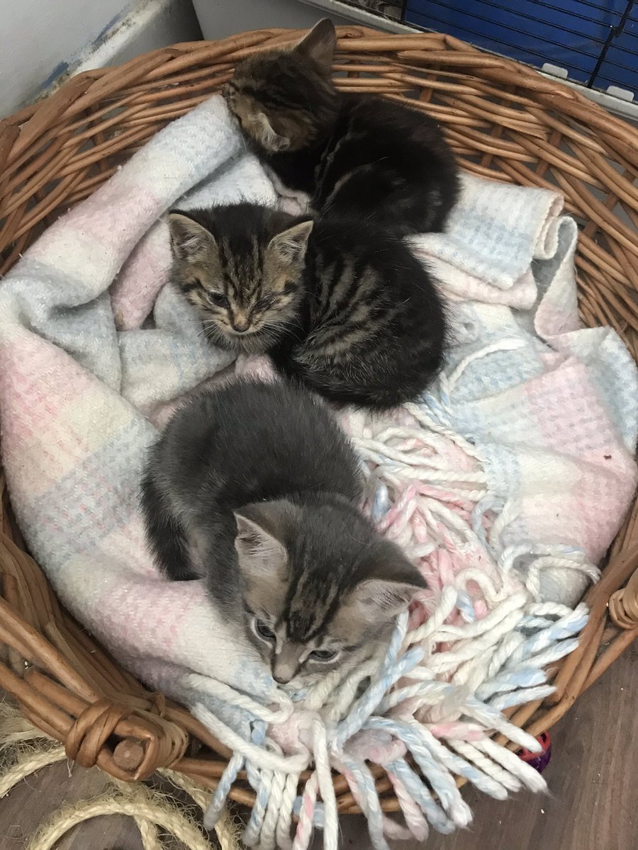KH_CatClub's tweet photo. Meet Tofu ❤️
She is 6 weeks old and was found all alone in Erdington with poorly eyes. I'm not even sure she has both eyes!

She is very worried and clearly misses her mom as she hasn’t stopped shouting, so has been matched with Feta and Pepper for company 😻

#CatsOfTwitter https://t.co/sFXMxpj5w9