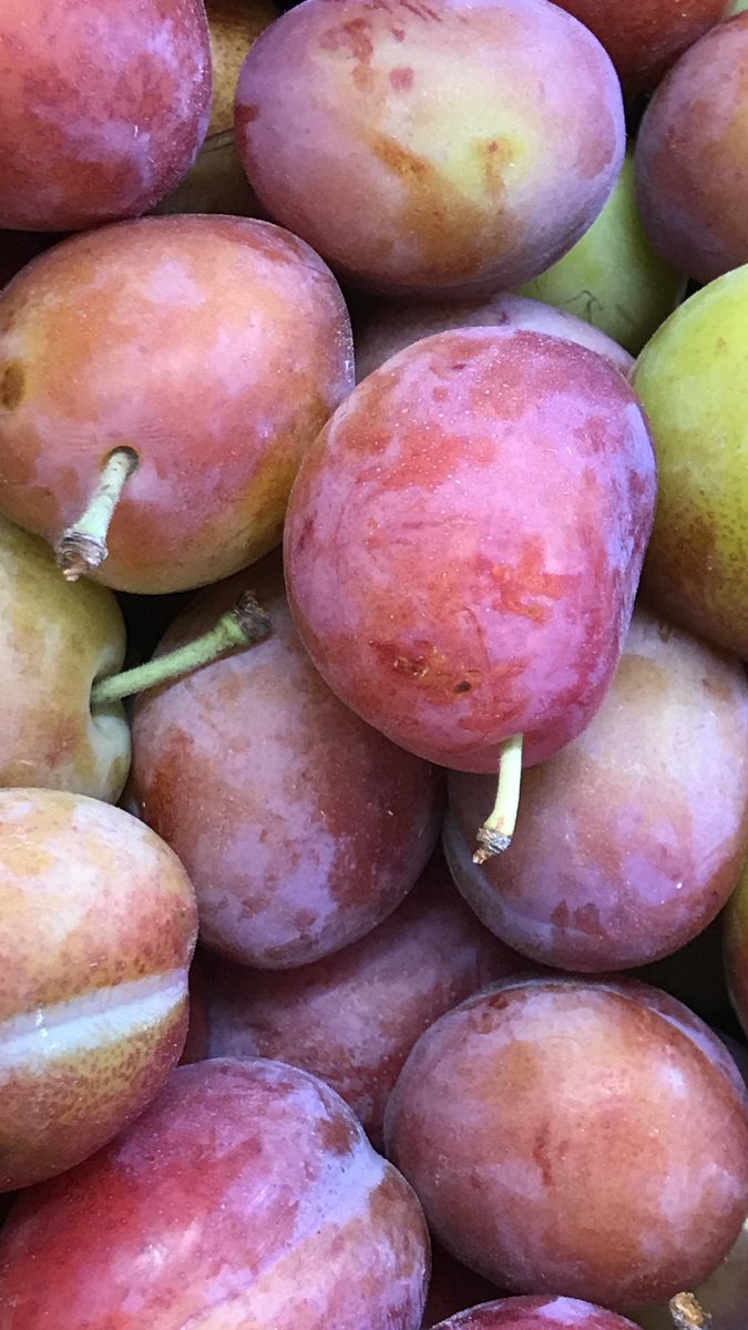 New Season Victoria Plums

 #victoriaplums #newseason #localbusiness #farmshop #lichfield #staffordshire #fruit #veg