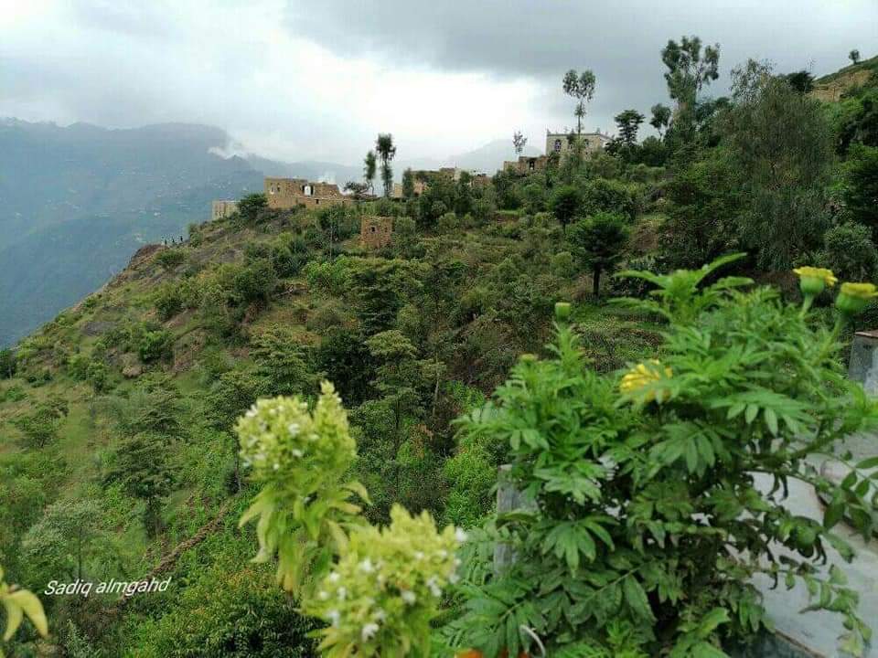 RimaYemen's tweet photo. المشاقر تداعب اسطح المنازل
#الطبيعه_في_محافظة_ريمة_غير 🌲 
الضباره مديرية كسمه #محافظة_ريمة 🇾🇪 https://t.co/0TGigxZL3o