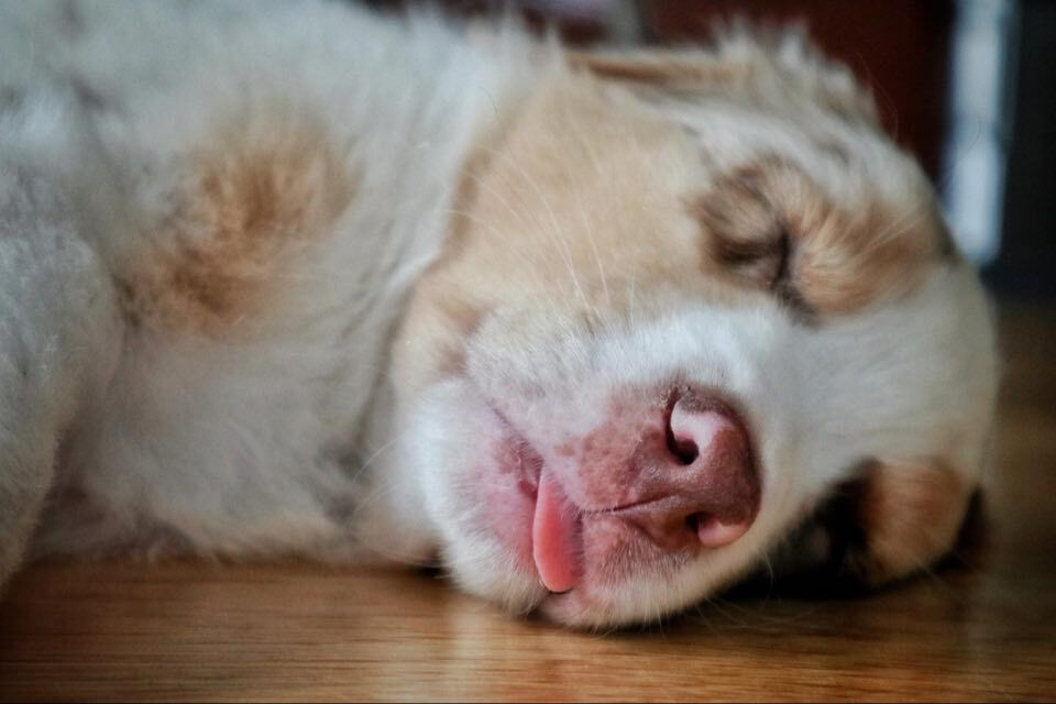 convertingteam's tweet image. A big welcome to Scotty, the latest member of our team! 🐕 #welcomeaboard #WorkLikeADogDay