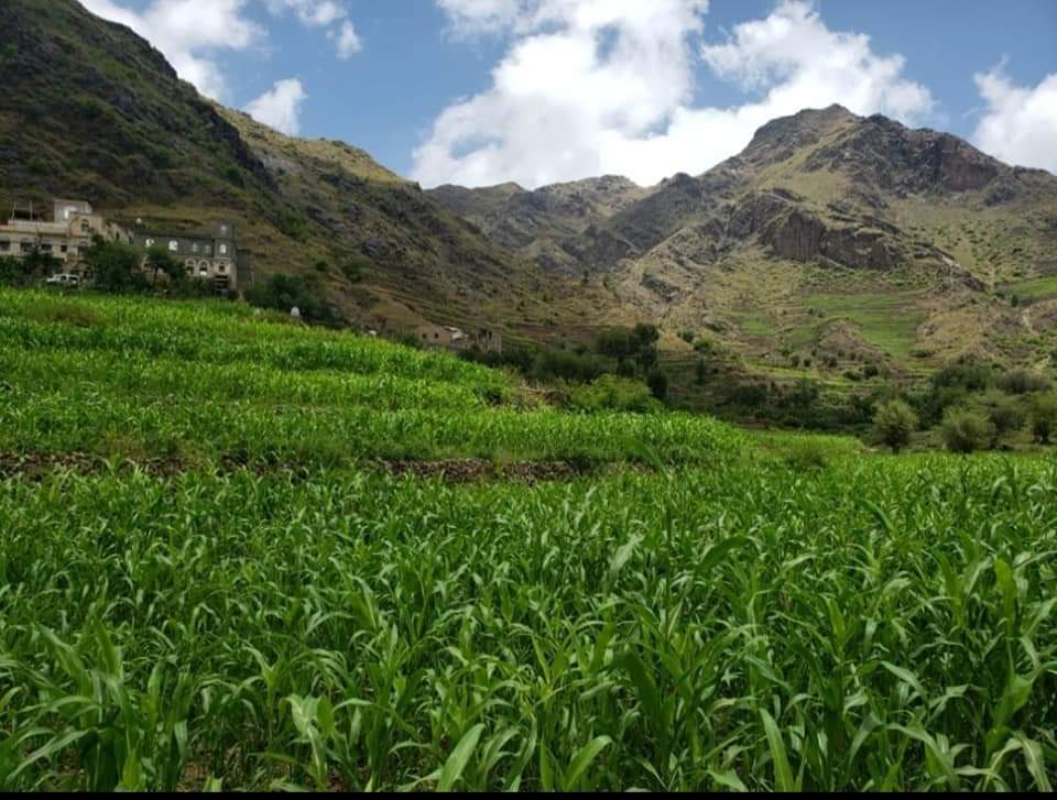 RimaYemen's tweet photo. #الطبيعه_في_محافظة_ريمة_غير 🌲
قرية عوله بني الضبيبي مديرية الجبين #محافظة_ريمة 🇾🇪 https://t.co/OTT0f8OkjI