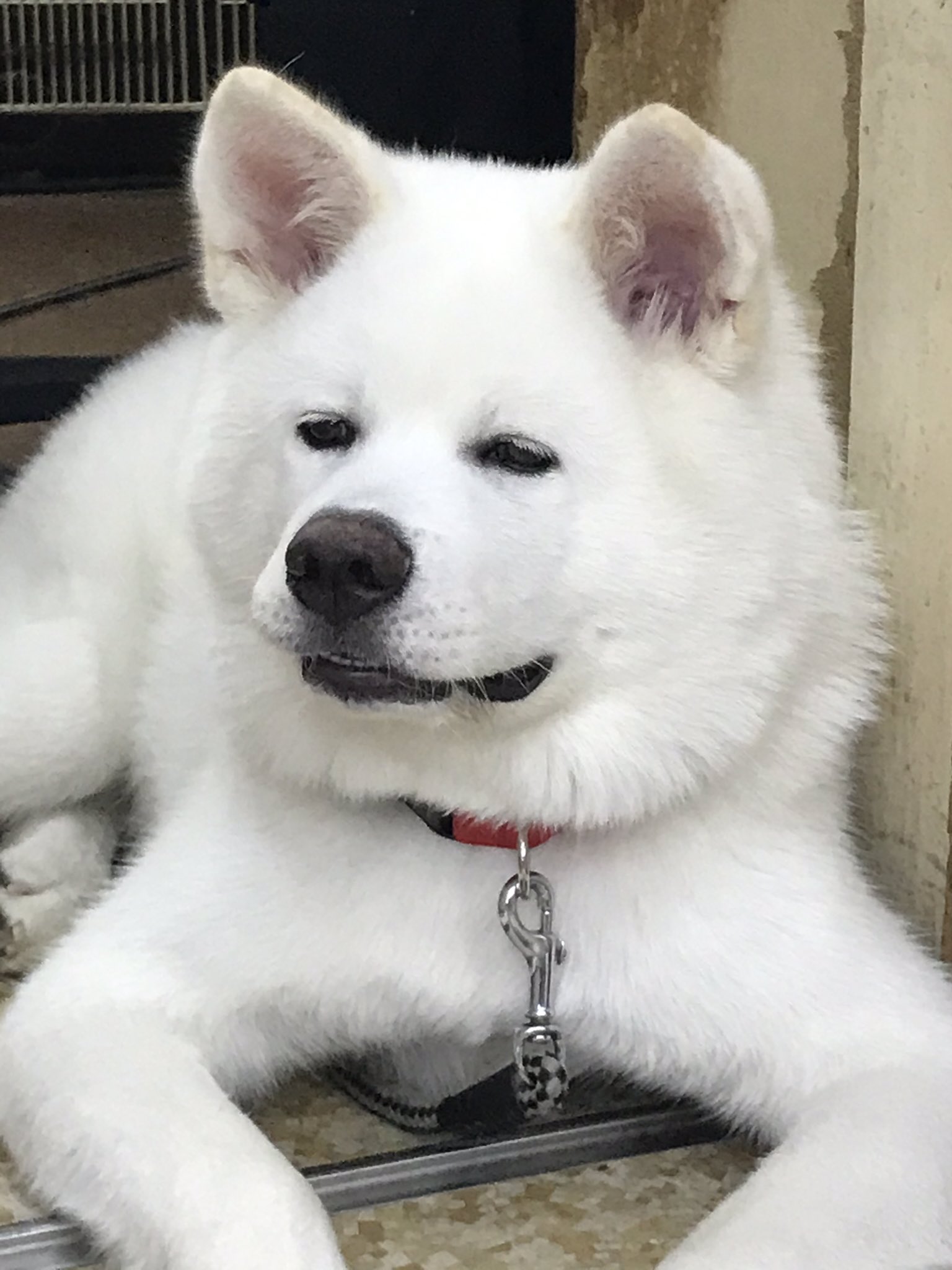 تويتر 秋田犬 心 まる على تويتر あつまれ秋田犬 名前 心 まる 1 見た目は犬だけど 中身は人間な所 抱きしめると幸せな気持ちになる 2 近所の方が 飼うたれ と連れてきた初代白秋田犬と過ごしてどっぷり白秋田犬にハマり 2代目 匠 なる と過ごし 今 3