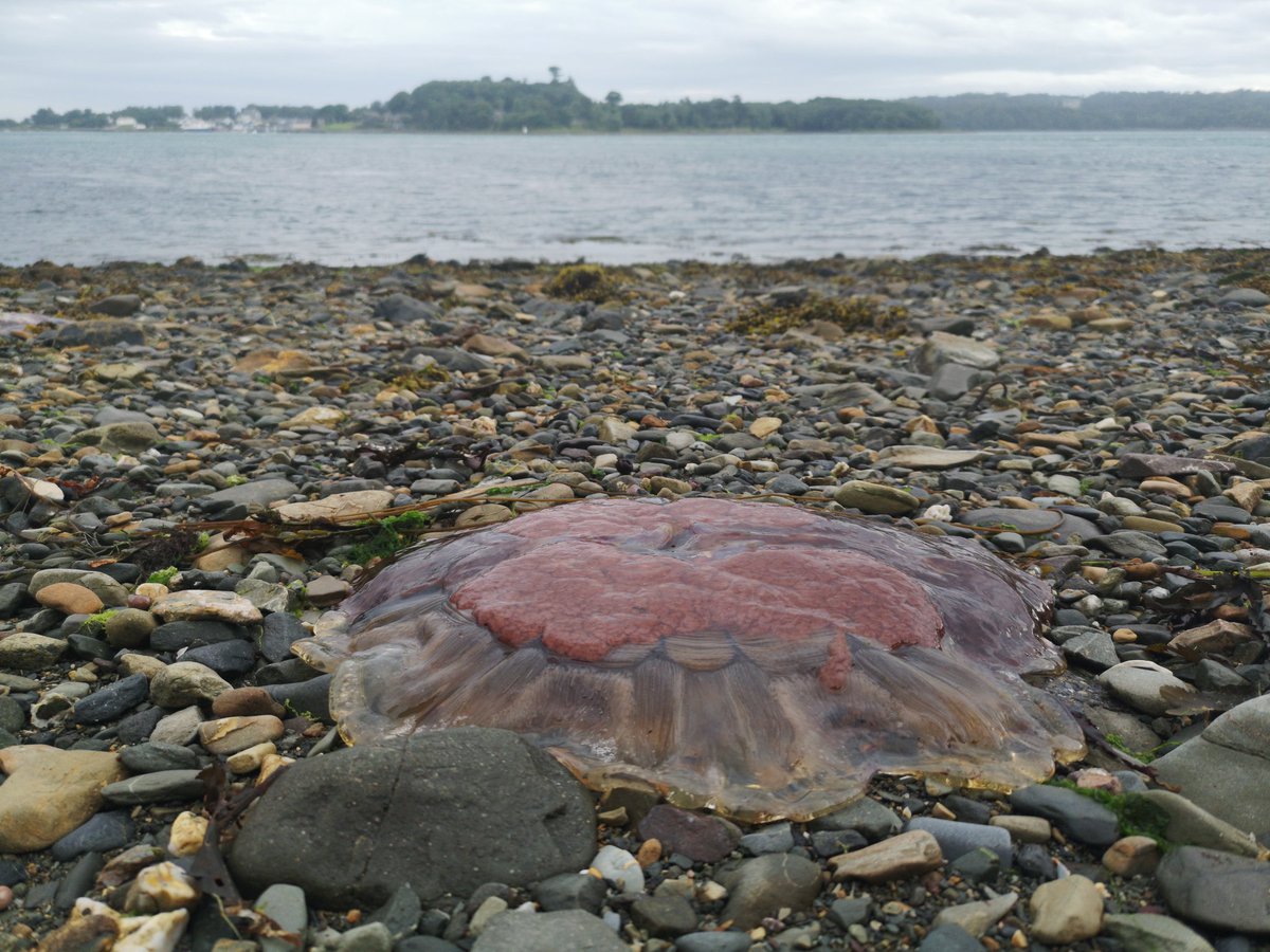 Lionsmane bonanza on the beach!! Lots carrying eggs too 🏖️🥚💙 #wednesdaymorning #shoresearch @UlsterWildlife