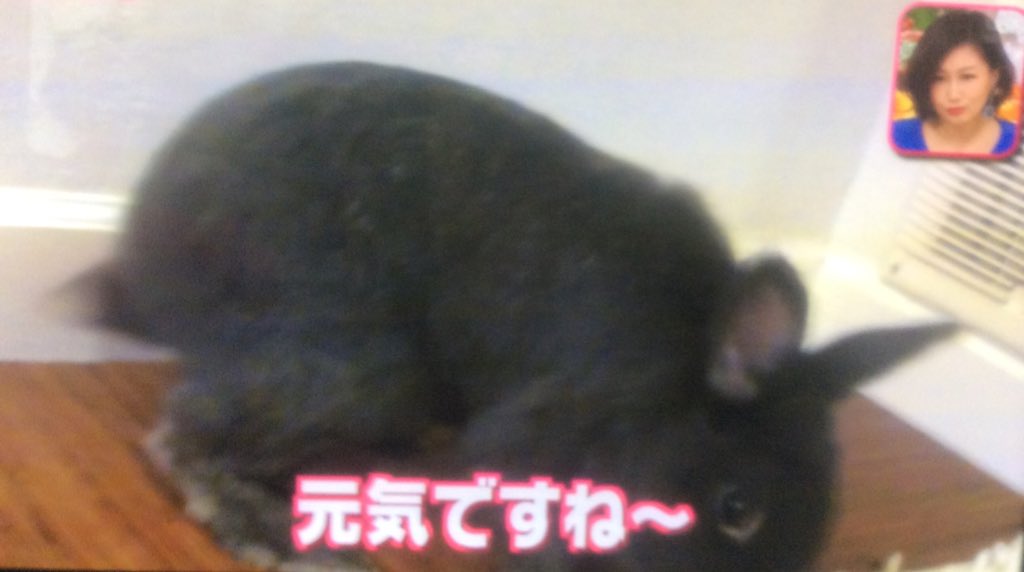 完売 大塚愛 うさぎさん ウサギ LOVE 素敵な人生に乾杯 ミュージシャン