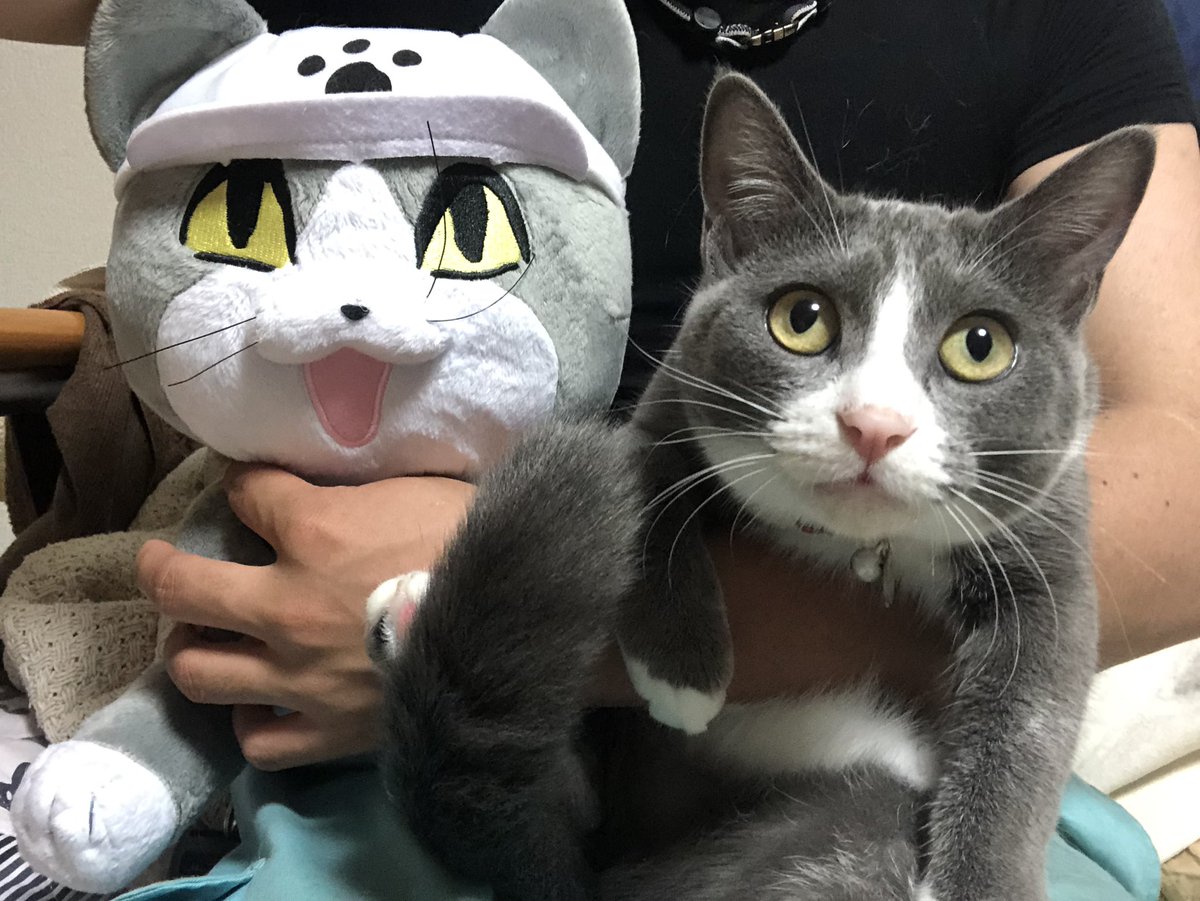 ヨシ 現場猫と目の色から毛の分かれ方まで完全に一致する猫が発見される そっくりで二度見 ついに実写化されたか Togetter ヨシ 現場猫と目の色から毛の分かれ方まで完全に一致する猫が発見される そっくりで二度見 ついに実写化されたか Togetter