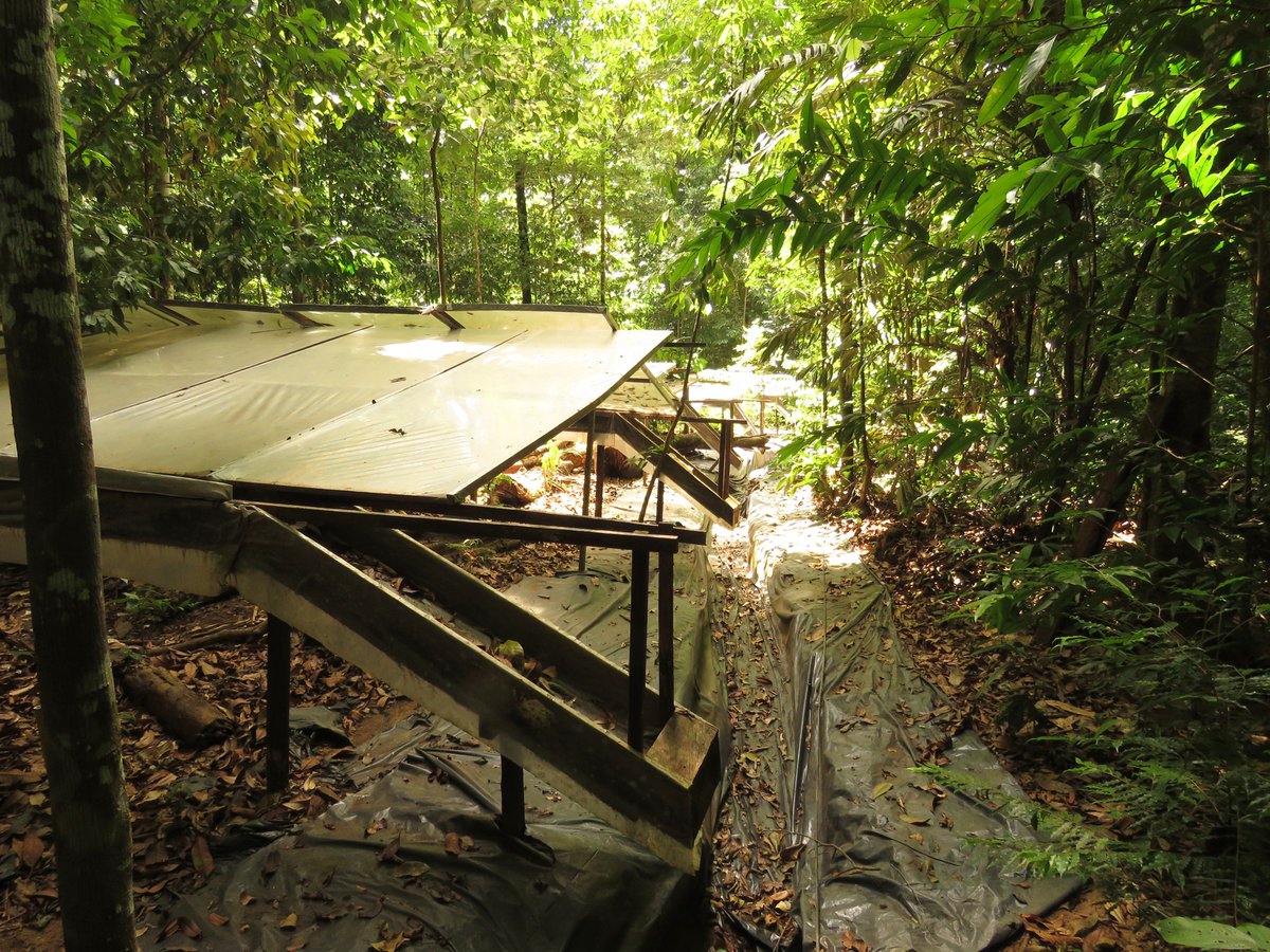 3. Small trees are typically adapted to dark understory conditions. As the canopy becomes more open, small trees must adapt to changes in both water and light environments during drought events.