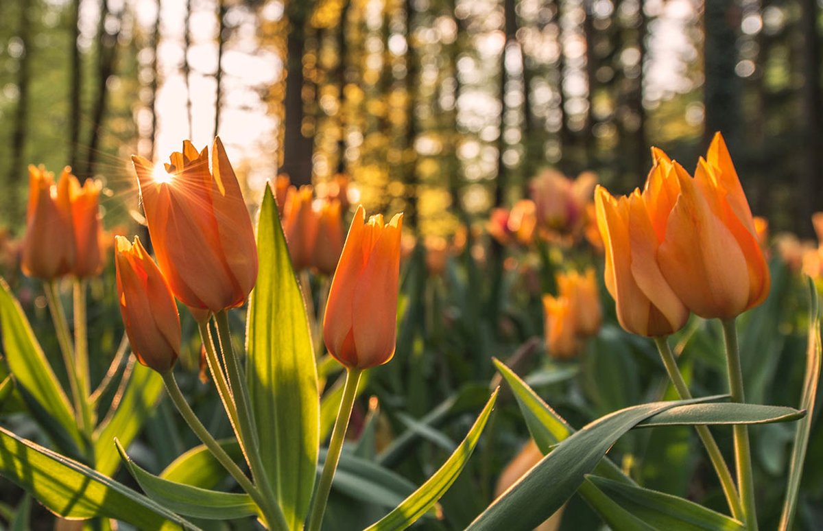 MalloryCourt's tweet photo. Lots to look forward to this summer. Relax in the peaceful surroundings of our gardens with our ‘Staycation’ break… https://t.co/KOzAqAVbfd #staycation #offer #staycationuk #Warwickshire #ShakespearesEngland #Relais #LoveEden https://t.co/hxrn93iMZE