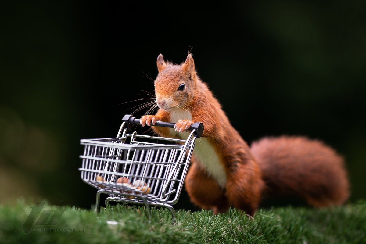 Red Squirrel spotted shopping in #Formby believed to have originated from @NTFormby and visiting @FormbyTesco and Formby @marksandspencer nut shopping @SonyUK #A9 Animal Eye A/F  @sonyproeurope @Sony #redsquirrel #Springwatch  #eyeaf #eyeautofocus