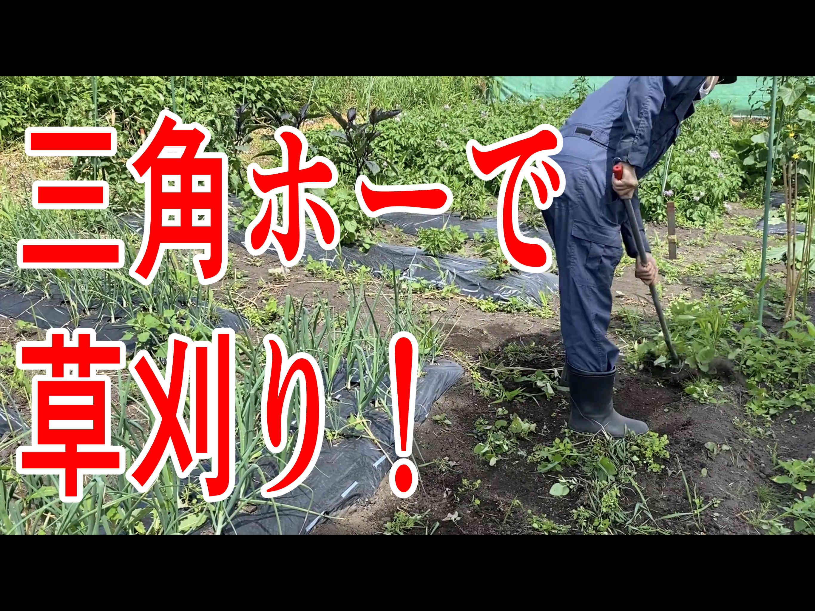 横山裕二農園長 十勝ぼっちch 今回は 三角ホーを使って草刈り 三角ホーを使えるようになって草刈りめちゃめちゃ楽になりましたよ 荒れ地を耕して三年目 雑草の種類も変わってきて根が浅くて処理しやすい雑草が増えてきたのが面白いっす