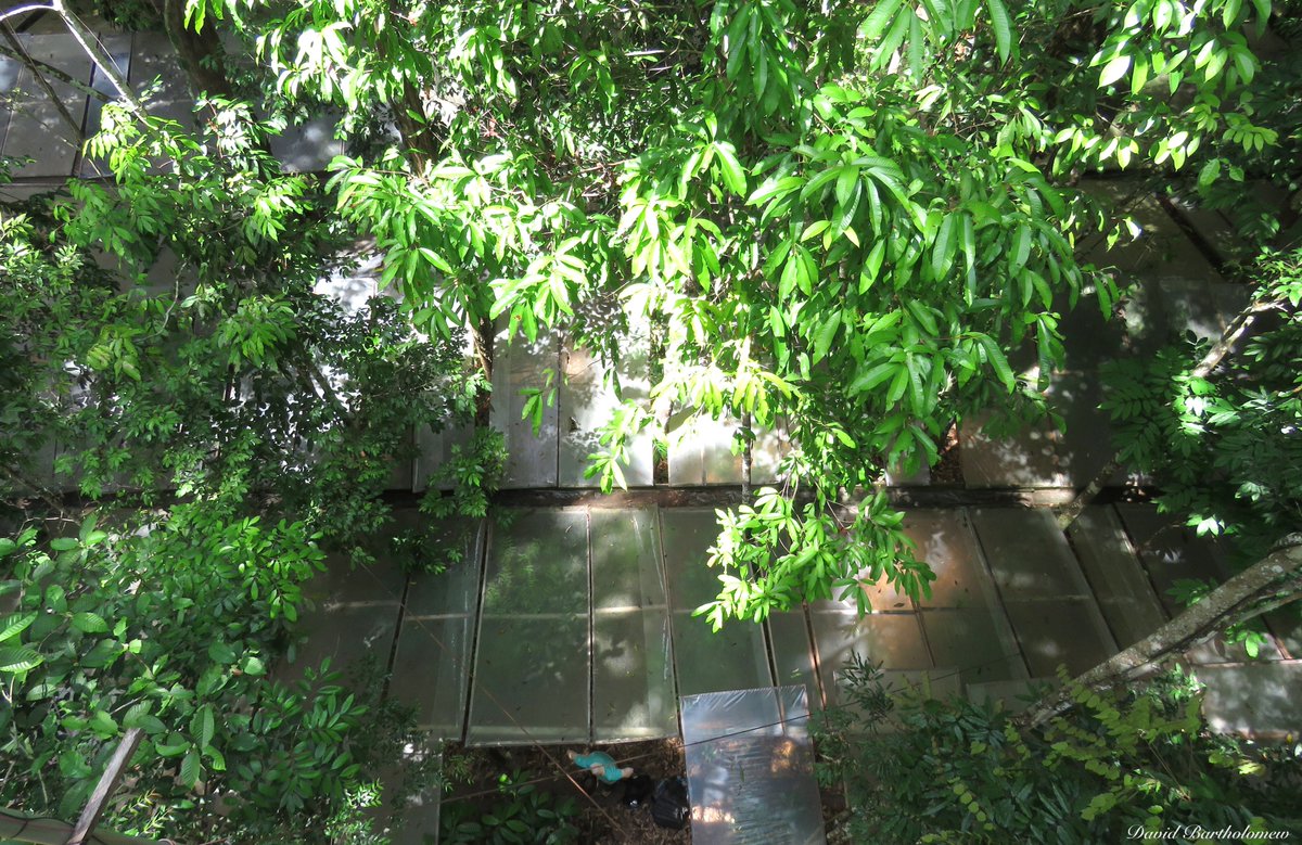 5. So far, the experiment has revealed changes in biomass, mortality rates, litterfall, flowering, water cycling and respiration.  https://doi.org/10.1093/biosci/biv107,  https://doi.org/10.1111/1365-2745.12931,  https://doi.org/10.1111/gcb.13851