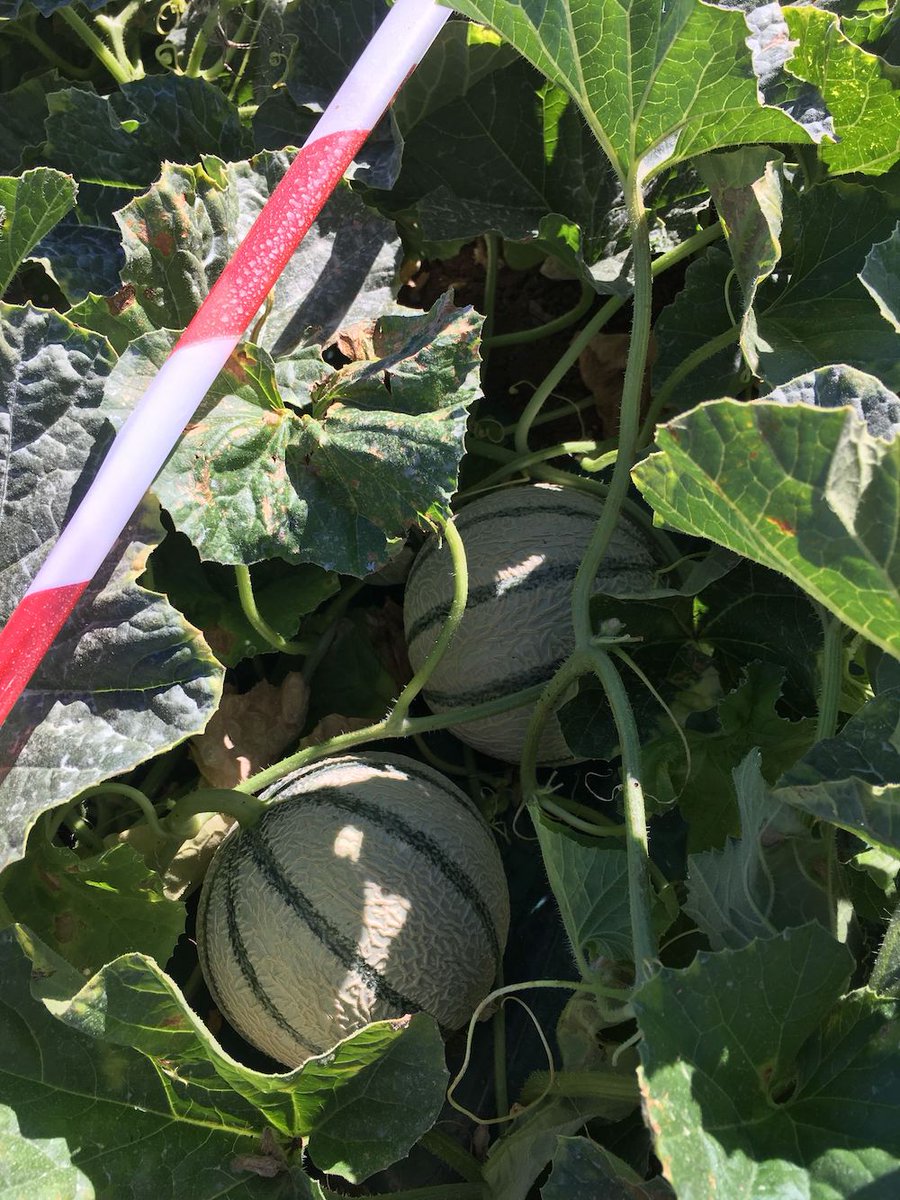 C'est l'été mais les suivis terrain continuent 🍈
Nous sommes aujourd'hui avec les producteurs de Boyer (<a href="/BoyerQualite/">philibon</a>)  pour le suivi des expérimentations melon en #SolVivant
OBJ : bilan des parcelles tests et augmentation des surfaces en #agroécologie pour 2021 !